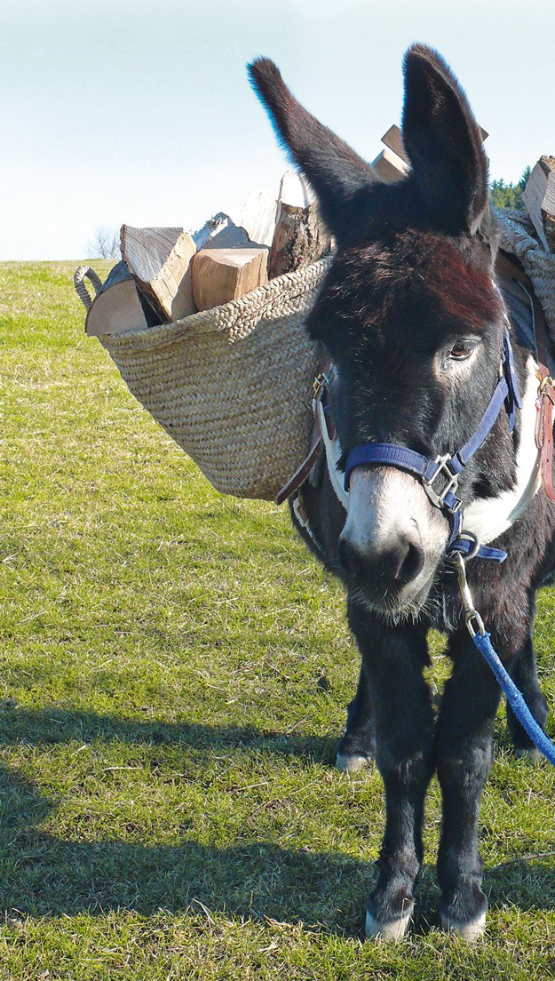 Esel transportiert Brennholz in einem Tragekorb