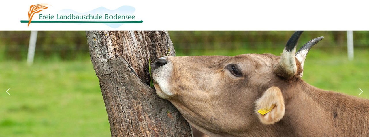 Kuh reibt sich an einem Baum