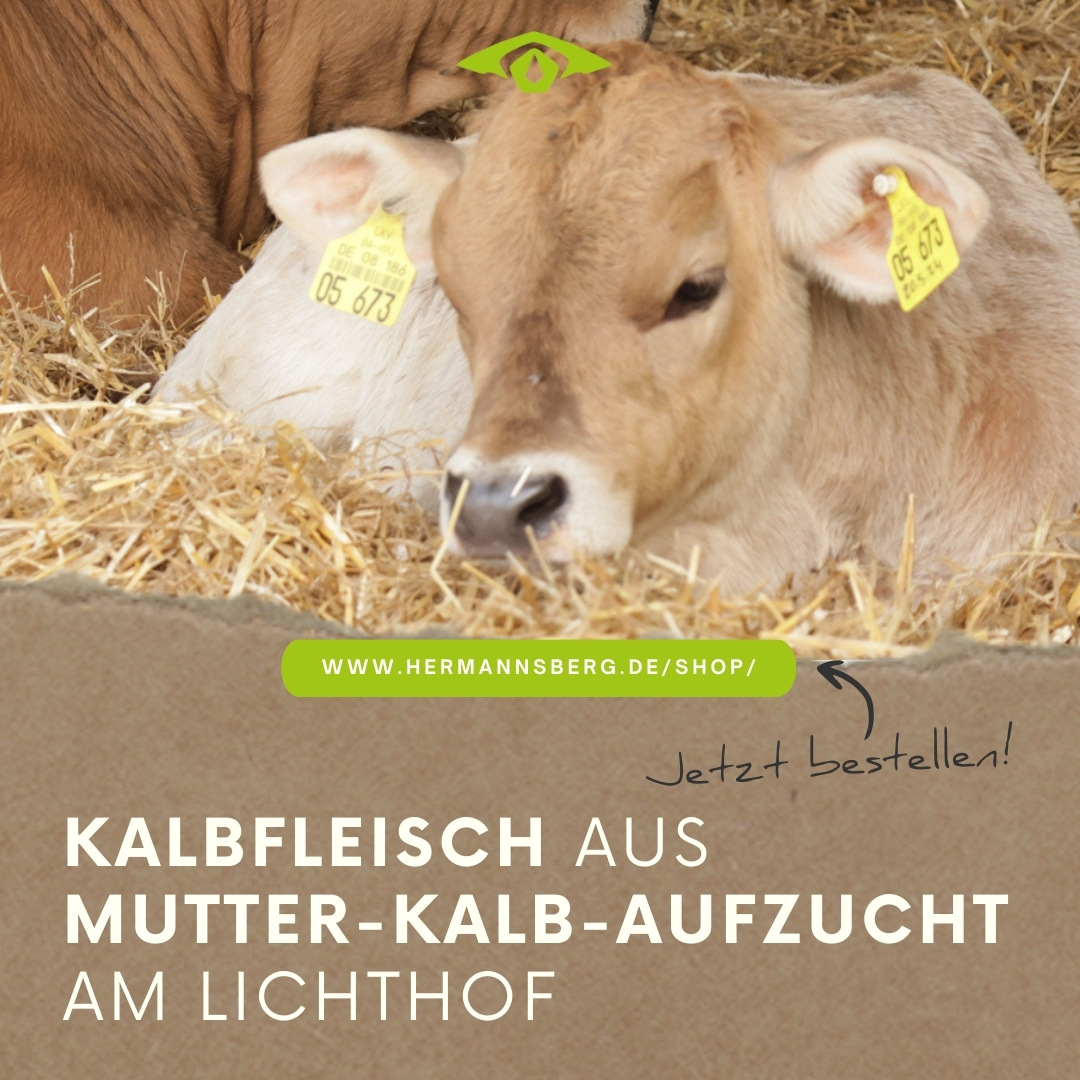 Kalbfleisch aus Mutter-Kalb-Aufzucht am Lichthof jetzt im Shop bestellen Ein Kalb liegt im Stroh