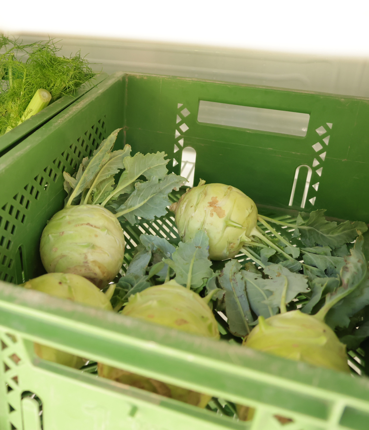 Kohlrabi in der Kühlbox