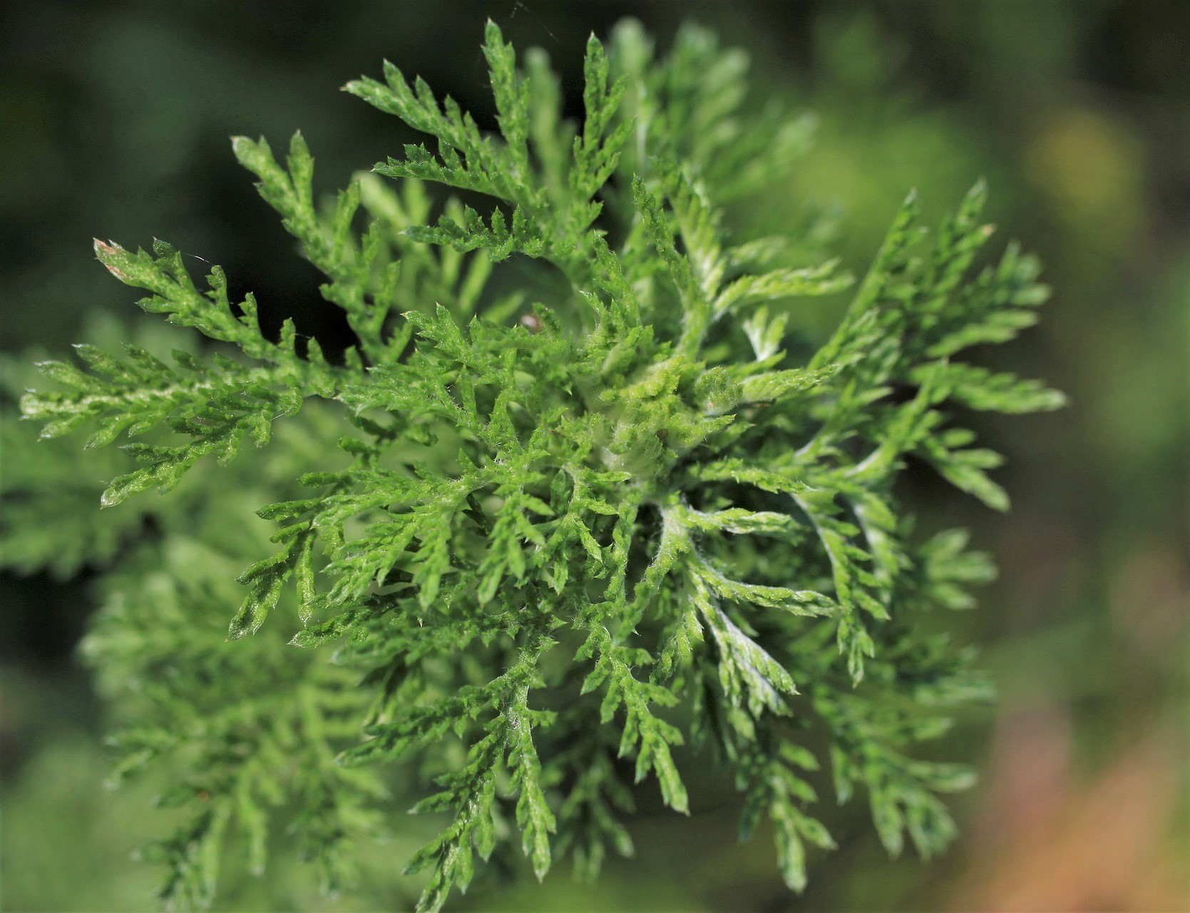 Eine Artimisia annua Pflanze