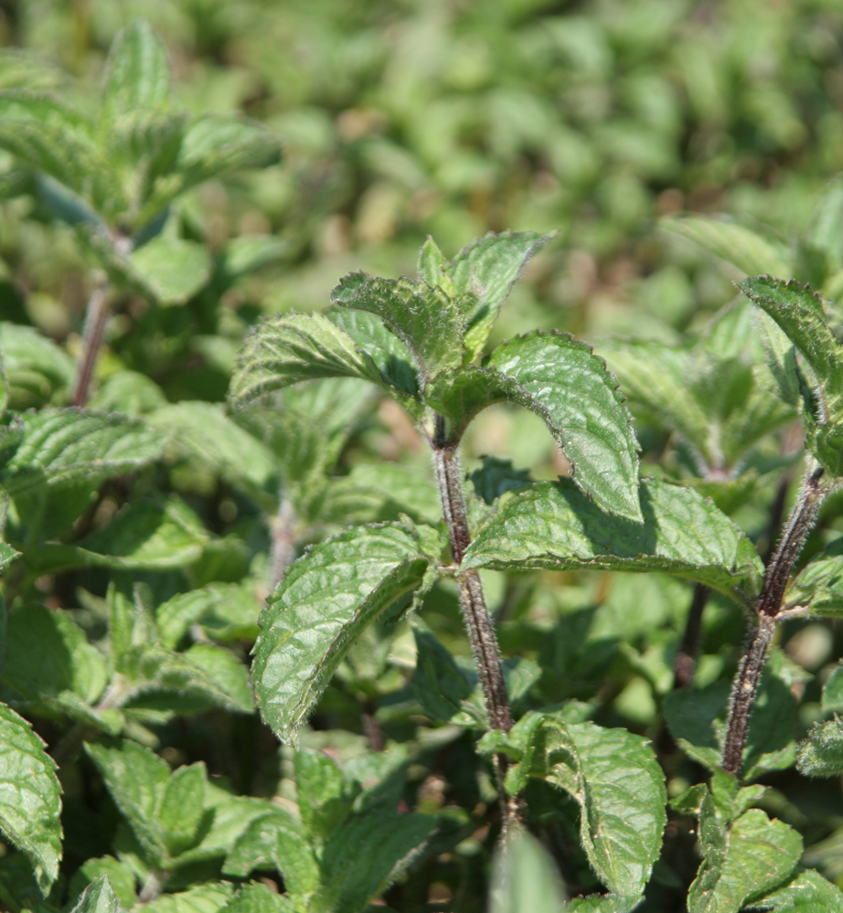 Eine Pfefferminzpflanze