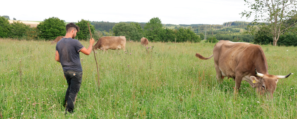 Man mit Kühen auf der grünen Wiese