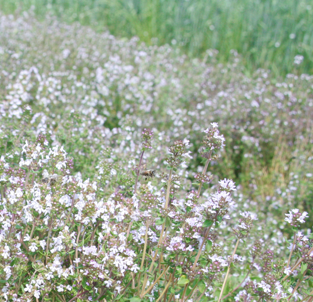 Kräuterfeld mit echtem Thymian 
