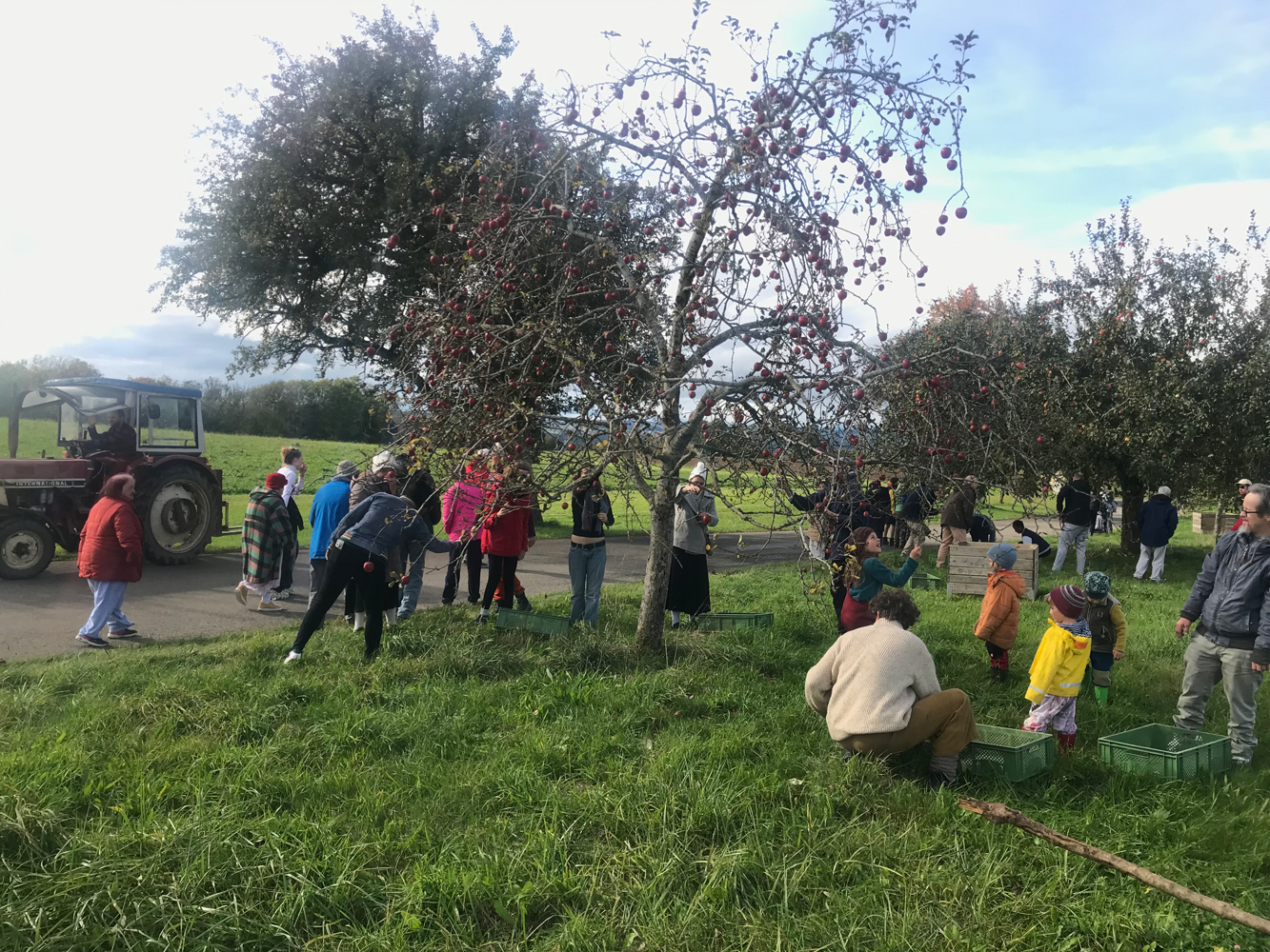 Alle helfen beim Äpfel aufsammeln Alle helfen beim Äpfel aufsammeln