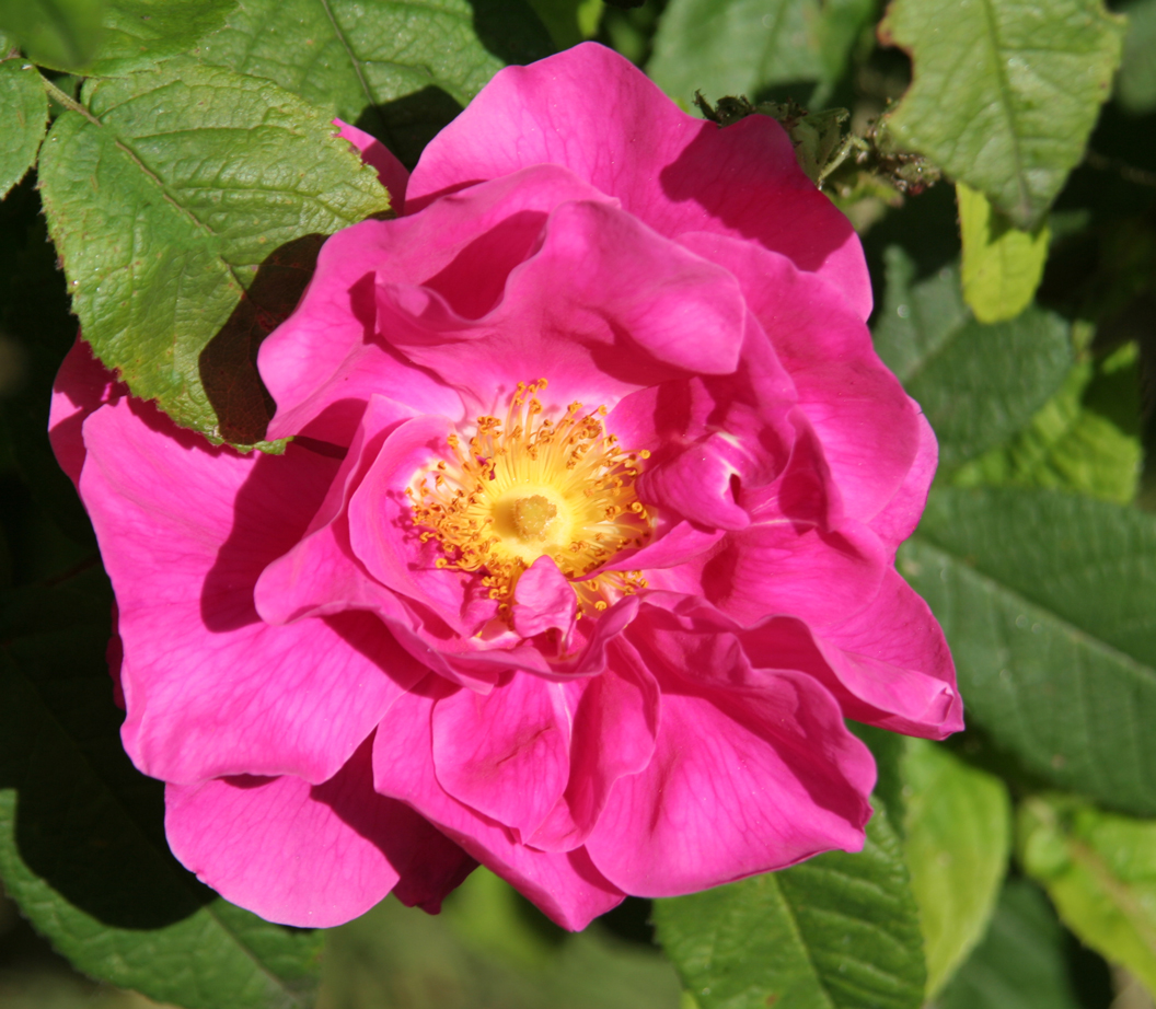 Rosenblüten Demeter