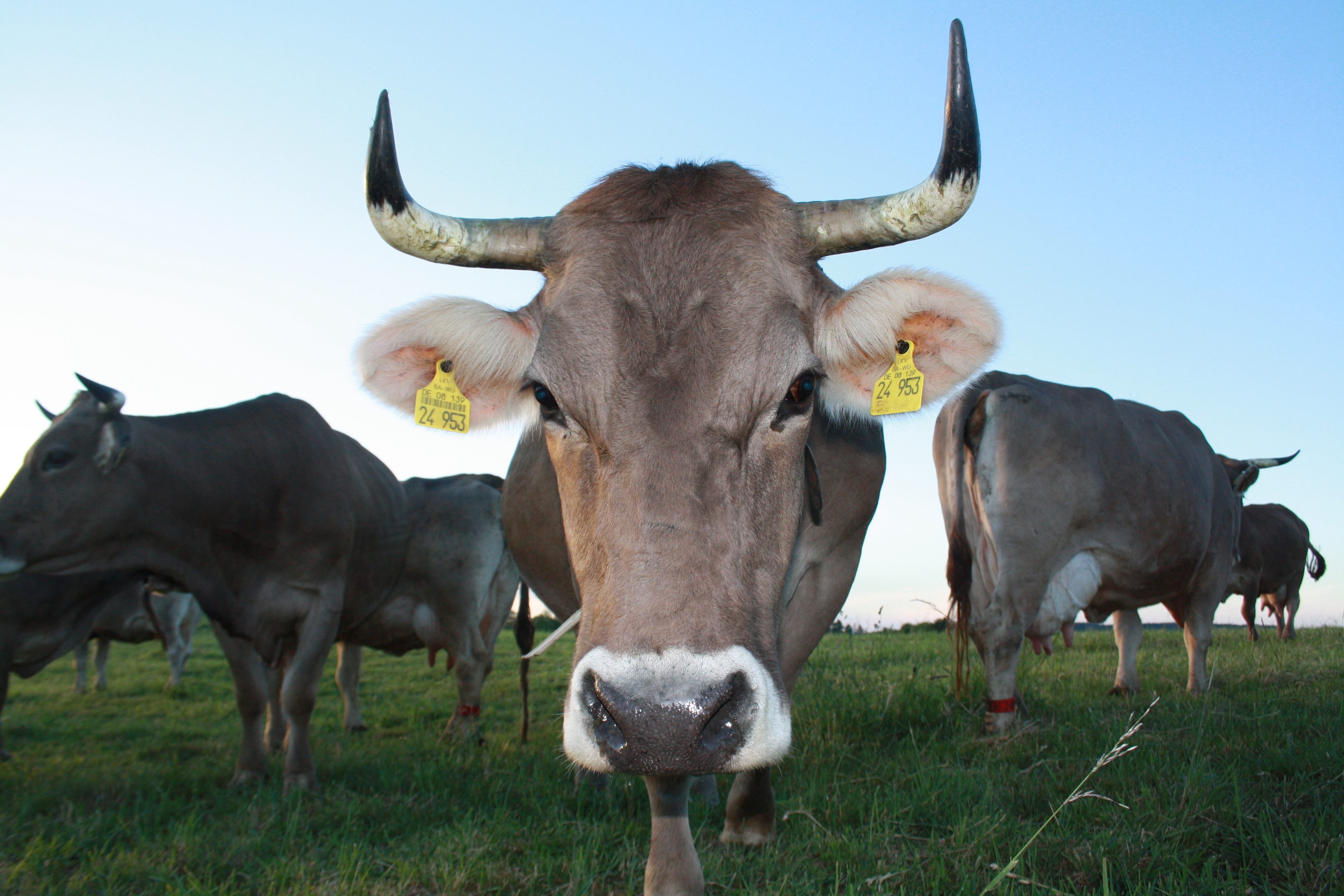 Eine Kuh mit Hörnern und Glocke auf der Weide