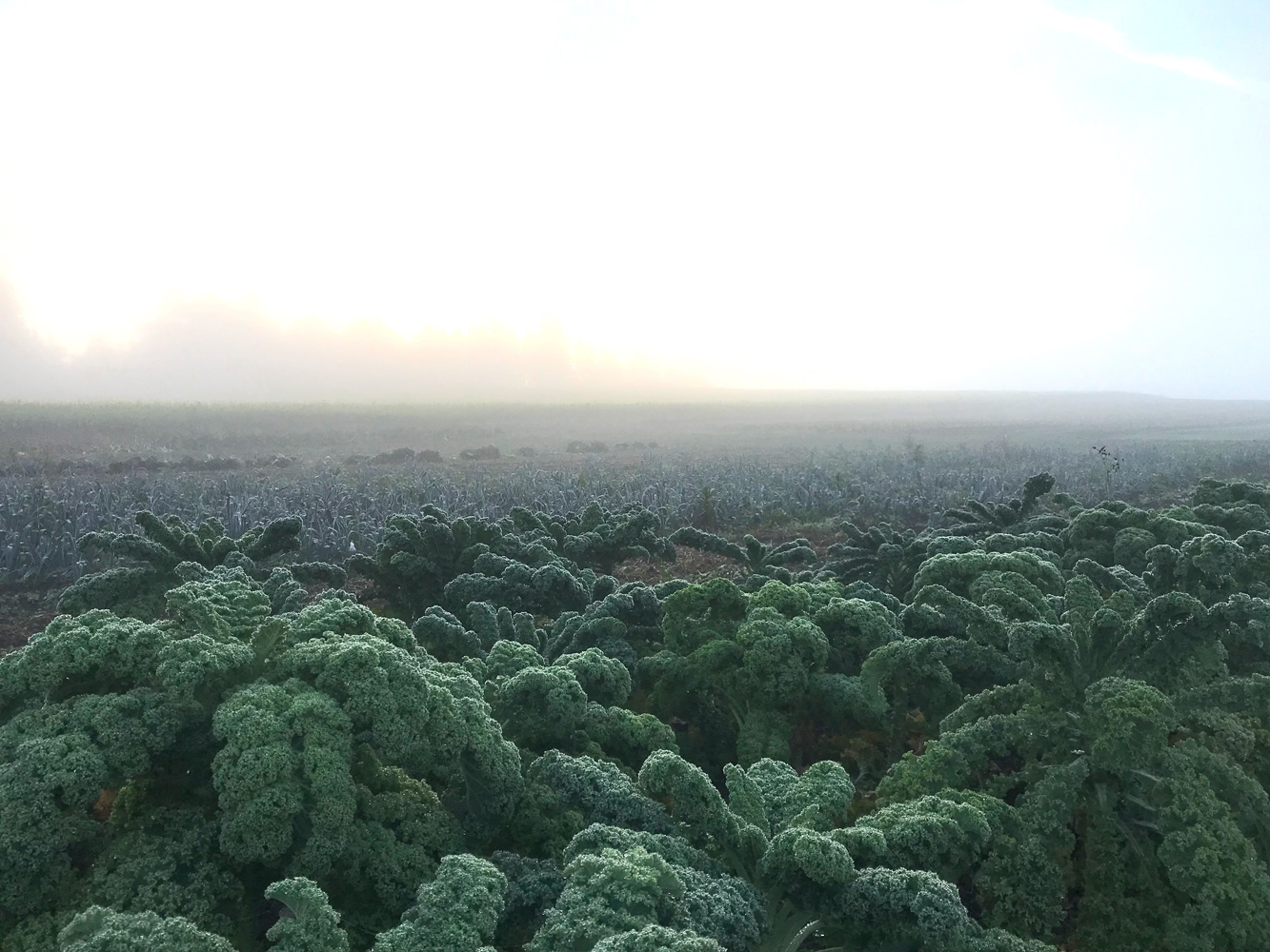 Grünkohl-Feld im Morgentau Grünkohl-Feld im Morgentau
